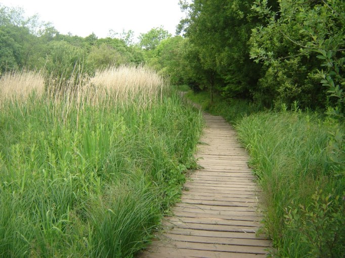 Ab und zu gibt es Bohlenwege über versumpfte Stellen (Foto: Hikekarin.com)