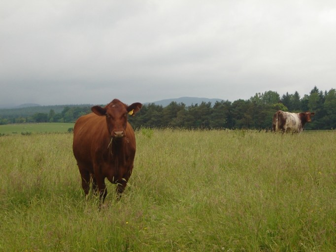 Mein erster Kontakt mit schottischen Rindern !?! (Foto: Hikekarin.com)
