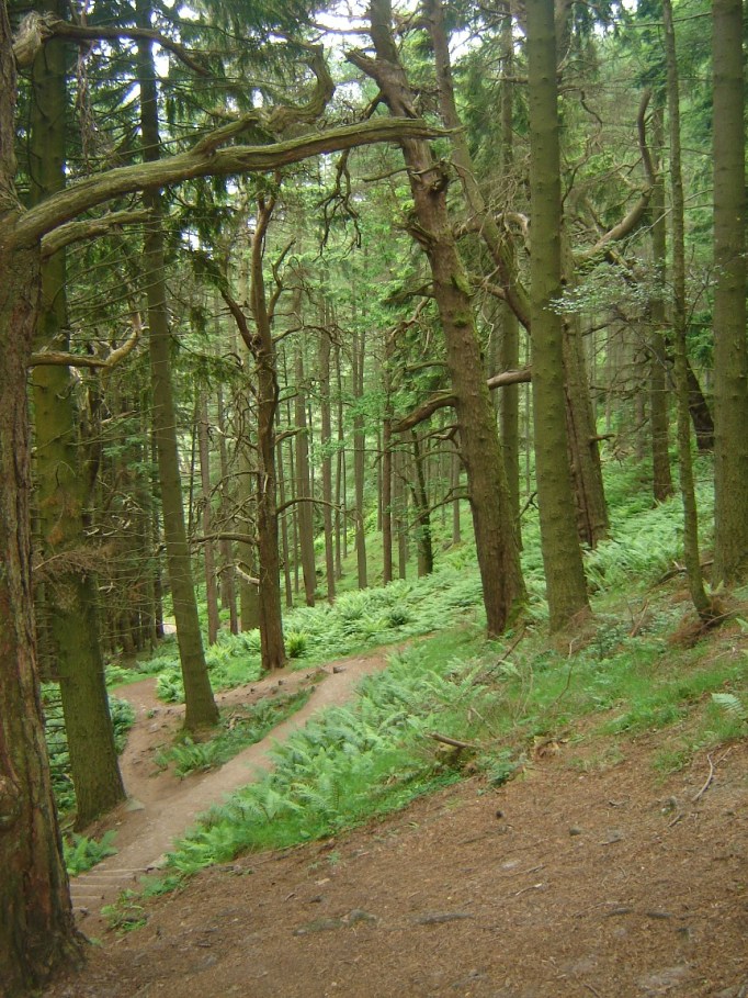Uriger Wald im Nationalpark Loch Lommond (Foto: Hikekarin.com)
