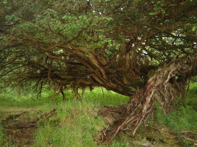 " Waldgeister" im Nationalpark am Loch Lommond (Foto: Hikekarin.com)