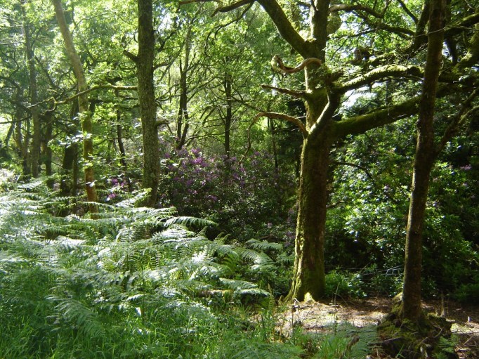 Was für ein schöner Wald! (Foto: Hikekarin.com)