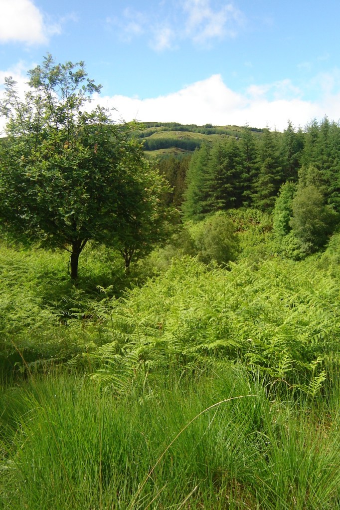 Nach dem Regen war das Grün noch leuchtender (Foto: Hikekarin.com)