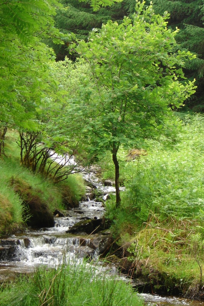 Einer der zahlreichen Seitenbäche (Foto: Hikekarin.com)