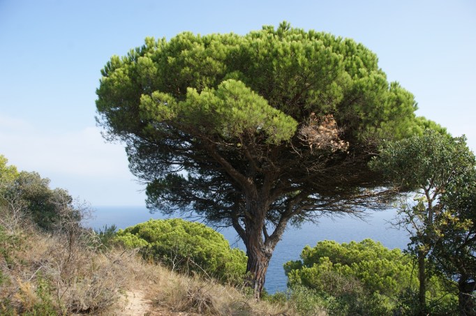 Wie Parkbäume wirken manche Pinien (Foto: Hikekarin.com)