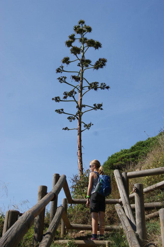 Ein vertrockneter Blütenstand der Agave (Foto: Hikekarin.com)
