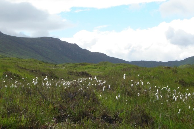 Wollgras - ein steter Begleiter im Hochmoor (Foto:Hikekarincom)