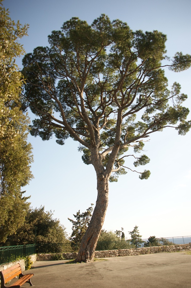 Tolle Pinien stehen hier oben (Foto: Hikekarin.com)