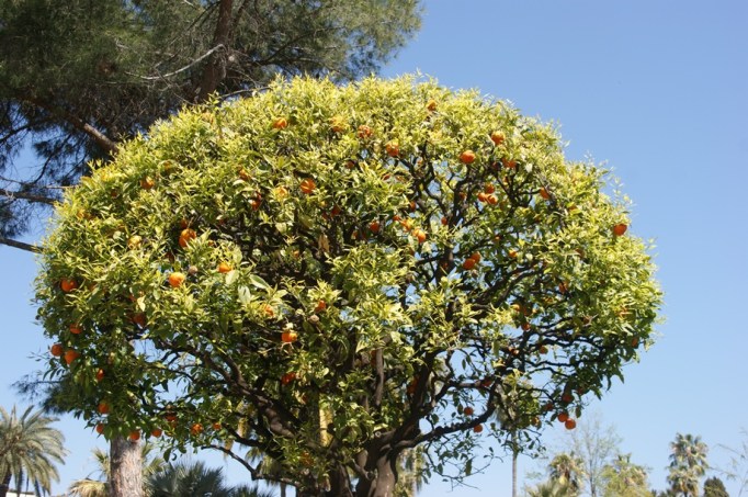 Im April gibt es noch Mandarinen an den Gartenbäumen (Foto: Hikekarin.com)