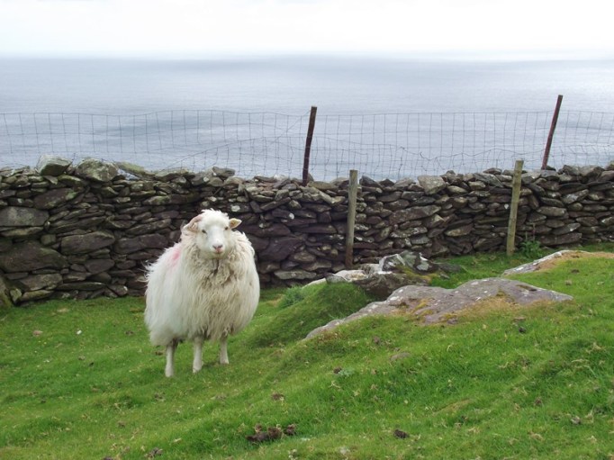I love the Irish sheeps (Foto: Hikekarin.com)