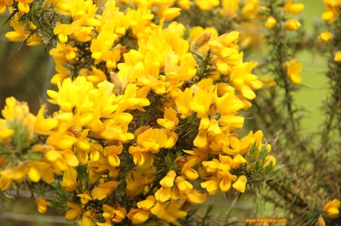 Ginsterblüte in Irland