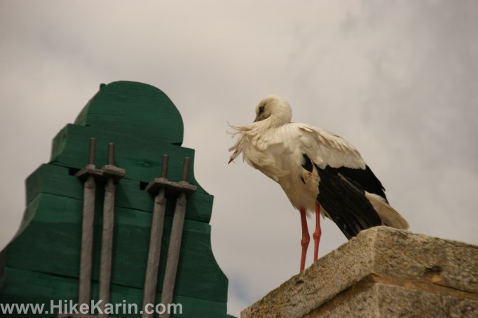 Ein Faro-Storch im Wind